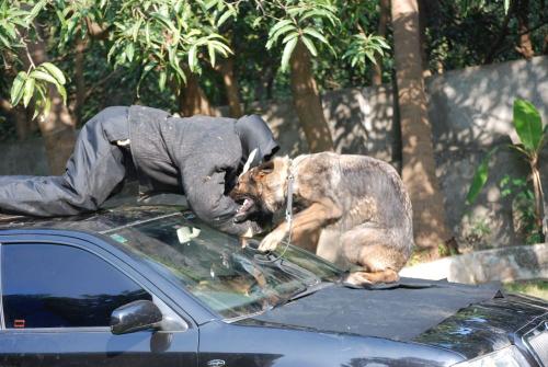 Lords K9 Tango German Shepherd