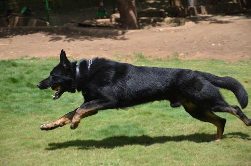 Lords K9 Sorbon German Shepherd