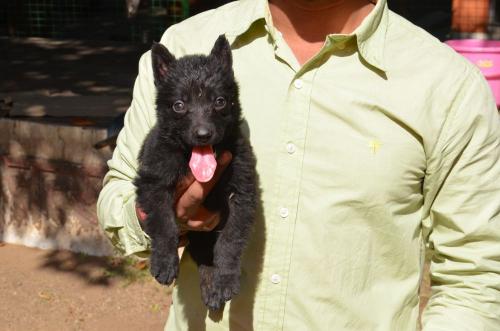 Lords K9 Dex German Shepherd