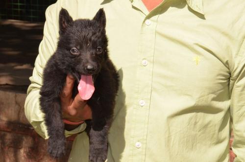 Lords K9 Dex German Shepherd