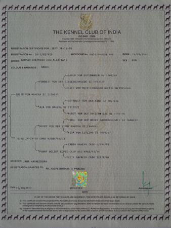 Lords K9 Iffy German Shepherd Certificate