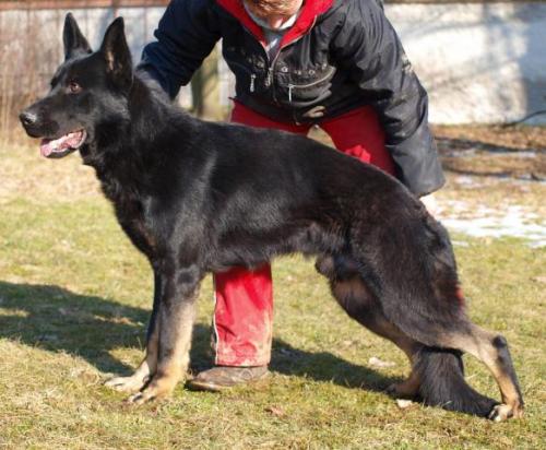 Lords K9 Sorbon German Shepherd