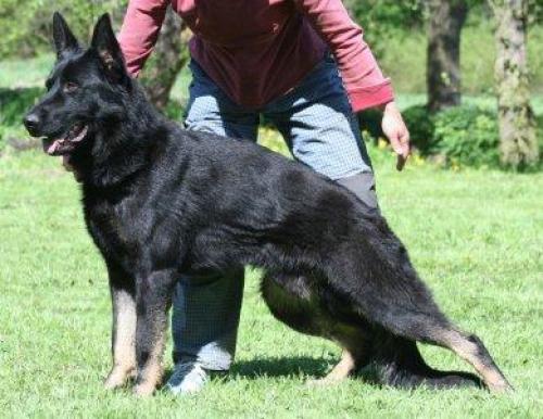 Lords K9 Sorbon German Shepherd