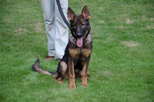 lords k9 alice german shepherd