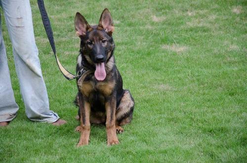 lords k9 alice german shepherd