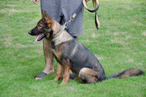 lords k9 alice german shepherd