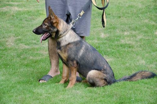 lords k9 alice german shepherd