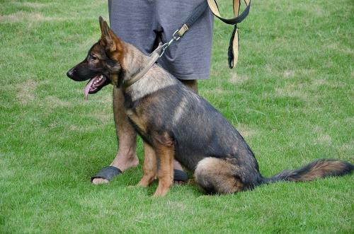 lords k9 alice german shepherd