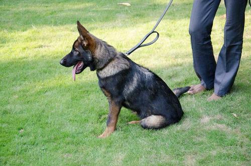 lords k9 anna german shepherd