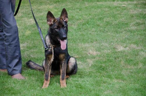 lords k9 anna german shepherd