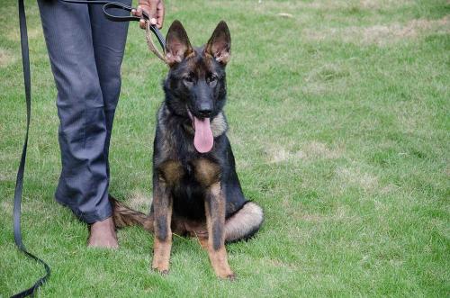 lords k9 anna german shepherd