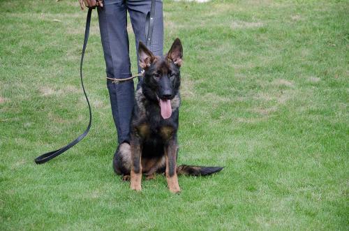 lords k9 anna german shepherd