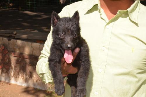 Lords K9 Dex German Shepherd