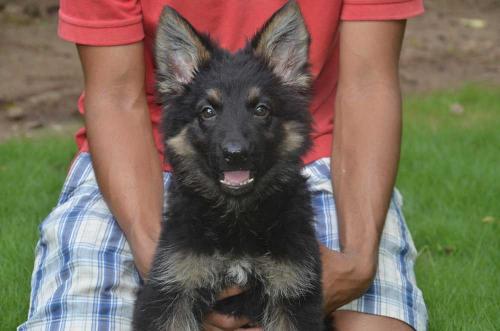 Lords K9 Dolly German Shepherd