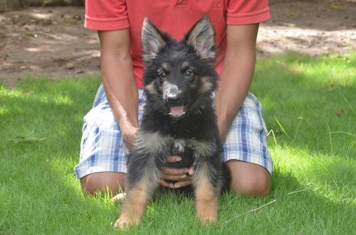 Lords K9 Dolly German Shepherd