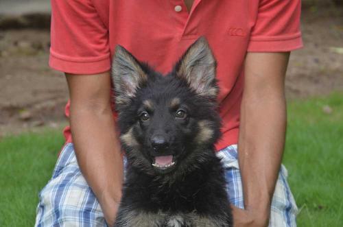 Lords K9 Dolly German Shepherd