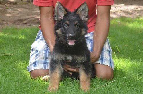 Lords K9 Dolly German Shepherd