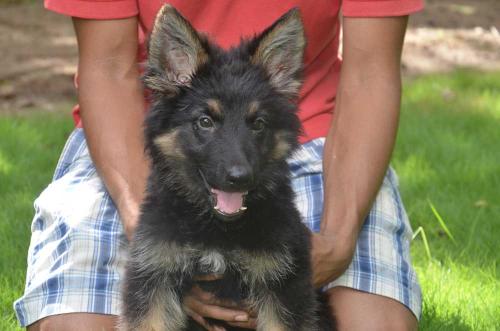 Lords K9 Dolly German Shepherd