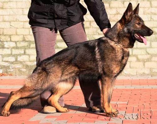 Lords K9 Penta German Shepherd