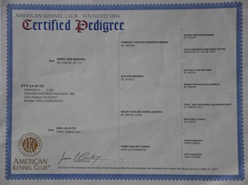 Lords K9 Iffy German Shepherd Certificate