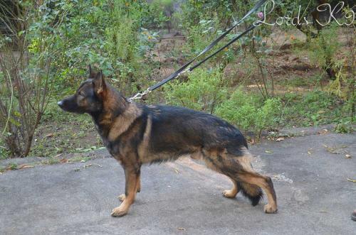 Lords K9 Iffy German Shepherd