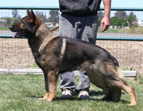 Lords K9 Iffy German Shepherd