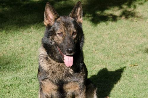 Lords K9 Iffy German Shepherd