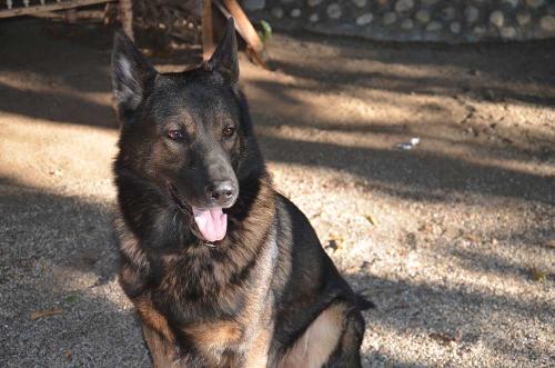 Lords K9 Iffy German Shepherd