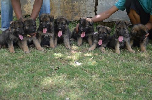 Lords K9 Devon German Shepherd