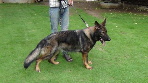 Lords K9 Maggi German Shepherd