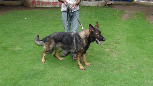 Lords K9 Maggi German Shepherd