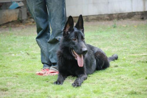 Lords K9 Mascha German Shepherd