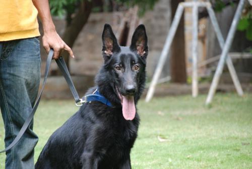 Lords K9 Mascha German Shepherd