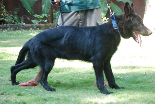 Lords K9 Mascha German Shepherd