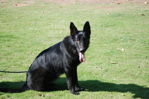 Lords K9 Mascha German Shepherd