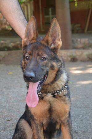 Lords K9 Mint German Shepherd