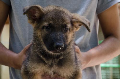 lords k9 dagger german shepherd