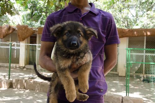 Lords K9 dreamer German Shepherd