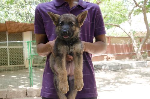 Lords K9 dexter German Shepherd