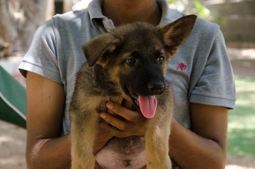 Lords K9 drago German Shepherd