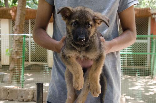 lords k9 dagger german shepherd