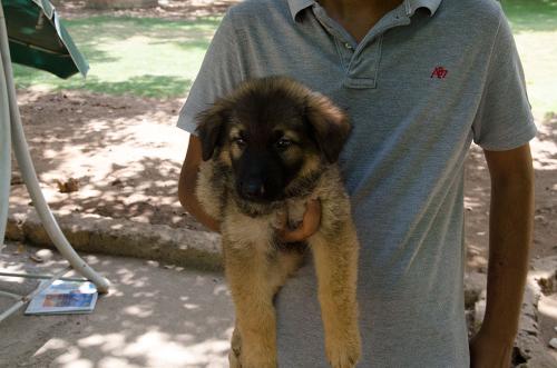 Lords K9 dingo German Shepherd