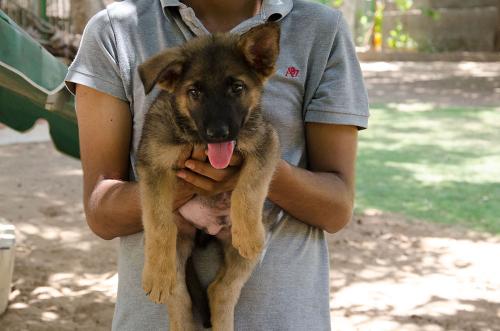 Lords K9 drago German Shepherd