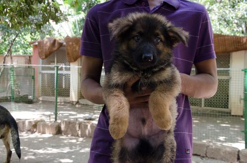 Lords K9 dreamer German Shepherd