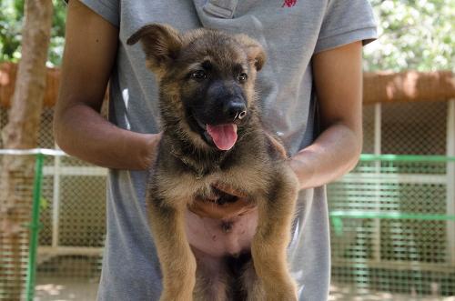 lords k9 dagger german shepherd