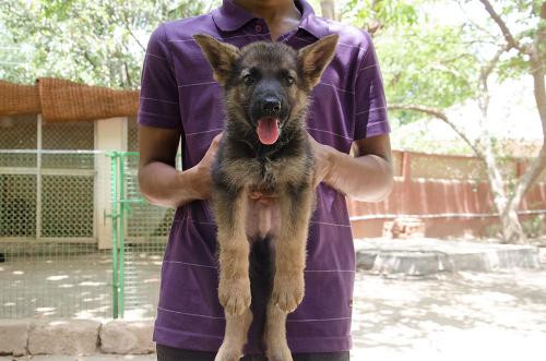 Lords K9 dexter German Shepherd