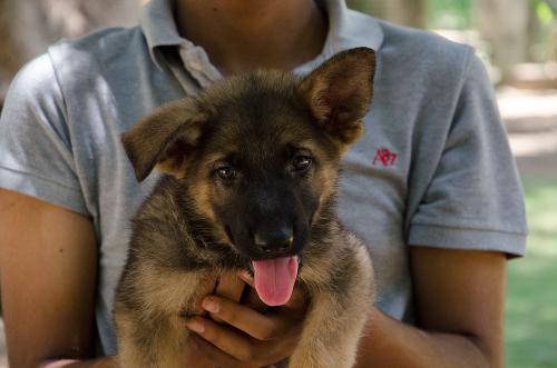 Lords K9 drago German Shepherd