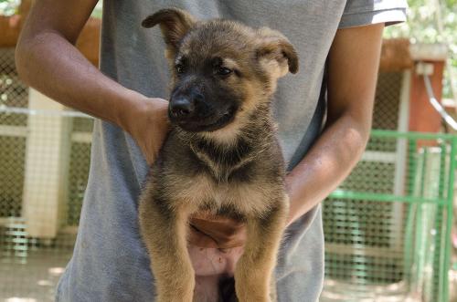 lords k9 dagger german shepherd