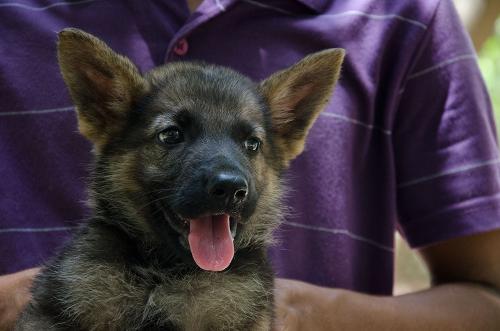 Lords K9 dexter German Shepherd