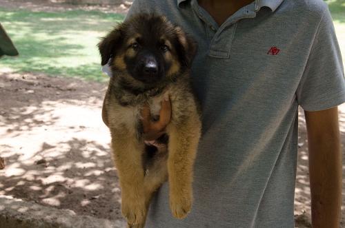 Lords K9 dingo German Shepherd